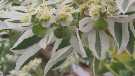 Snow-on-the-Mountain, Euphorbiaceae marginata (11)