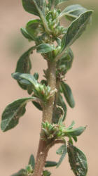 Spreading Pigweed, Amaranthus blitoides, B (1)