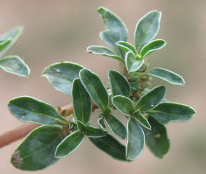 Pigweed, Amaranthus blitoides, B (3)