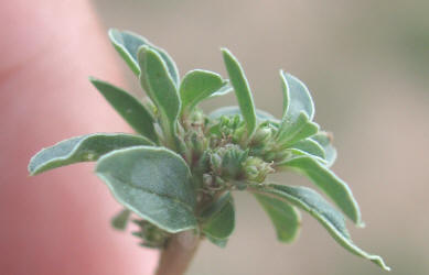 Spreading Pigweed, Amaranthus blitoides, B (4)