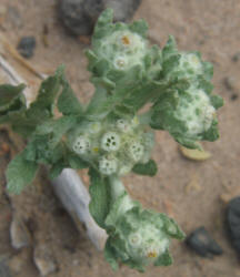 Spring Pygmycudweed, Evax verna (1)