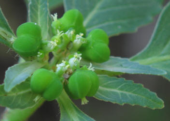 Toothed Spurge, Euphorbia dentata (1)