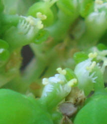 Toothed Spurge, Euphorbia dentata (2)