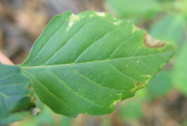 Toothed Spurge, Euphorbia dentata (3)