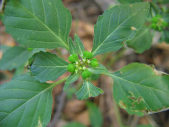 Toothed Spurge, Euphorbia dentata
