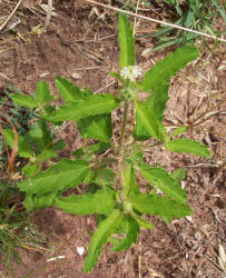 Tropic Croton, Croton glandulosus var septentrionalis, A