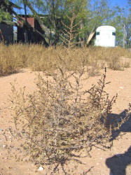 Tumbleweed, Salsola tragus (1)