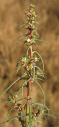 Tumbleweed, Salsola tragus (2)