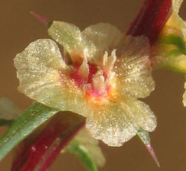 Tumbleweed, Salsola tragus (4)