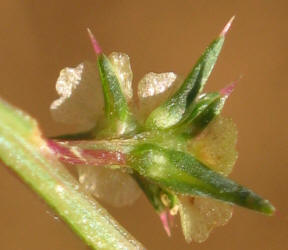 Tumbleweed, Salsola tragus (6)