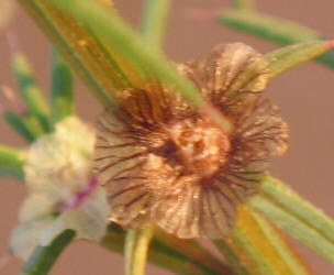 Tumbleweed, Salsola tragus (7)
