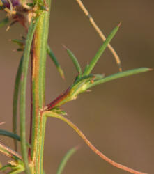Tumbleweed, Salsola tragus (8)
