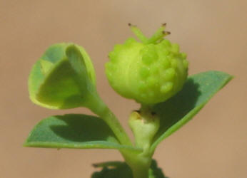 Warty Spurge, Euphorbia spathulata (2)
