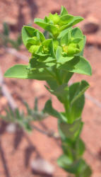 Warty Spurge, Euphorbia spathulata (3)