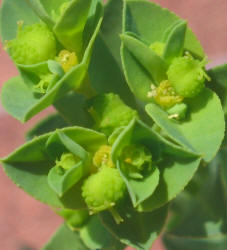 Warty Spurge, Euphorbia spathulata (4)