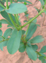 Warty Spurge, Euphorbia spathulata (5)
