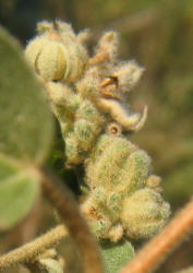 Woolly Croton, Croton capitatus var lindheimeri, VZ (4)
