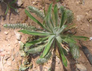Woolly Plantain, Plantago patagonica (3)