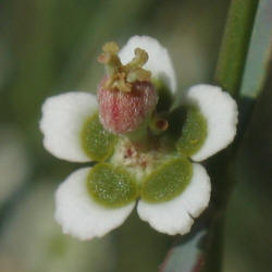 Wright's Spurge, Euphorbia wrightii (12)