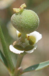 Wright's Spurge, Euphorbia wrightii (14)