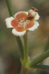 Wright's Spurge, Euphorbia wrightii (18)