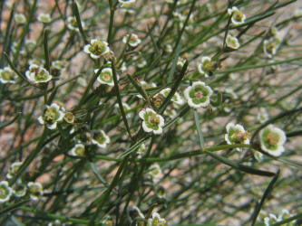 Wright's Spurge, Euphorbia wrightii (7)