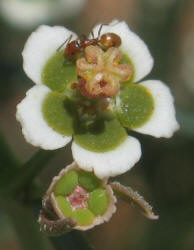 Wright's Spurge, Euphorbia wrightii (8)