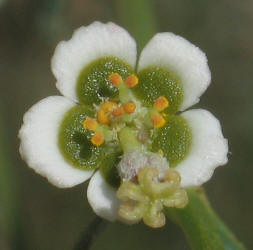 Wright's Spurge, Euphorbia wrightii (9)
