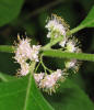 American Beautyberry, Callicarpa americana, HA (2)