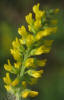 Annual Yellow Sweet Clover, Melilotus indicus (1)