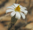 Babywhite Aster, Chaetopappa ericoides (6)