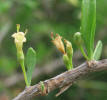 Berlandier's Wolfberry, Lycium berlandieri (9)