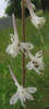 Carolina Larkspur, Delphinium carolinianum (6)