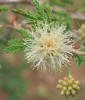 Catclaw Mimosa, Mimosa aculeaticarpa (17)