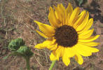 Common Sunflower, Helianthus annuus (1)
