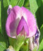 Common Vetch, Vicia sativa