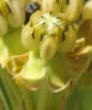 Engelmann's Milkweed, Asclepias engelmanniana (2)
