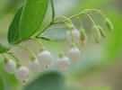 Farkleberry, Vaccinium arboreum, Hill (2)