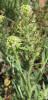 Field Pepperweed, Lepidium campestre
