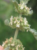 Horehound, Marrubium vulgare (8)