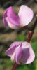 Hyacinth Bean, Lablab purpureus, B, Don (1)