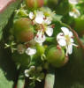 Hyssop Leaf Spurge, Chamaesyce hyssopifolia (4)