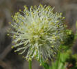 Illinois Bundle-flower, Desmanthus illinoensis (12)