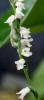 Little Ladies'-tresses, Spiranthes tuberosa, Hill (1)