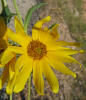 Maximilian Sunflower, Helianthus maximiliani (2)