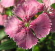 Phlox sp, cultivated (3)