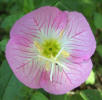Pink Evening Primrose, Oenothera speciosa