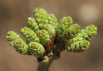 Post Oak, Quercus stellata, D (1)