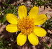 Pricklyleaf Dogweed, Thymophylla acerosa