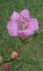 Purple Gerardia, Agalinis purpurea (1)